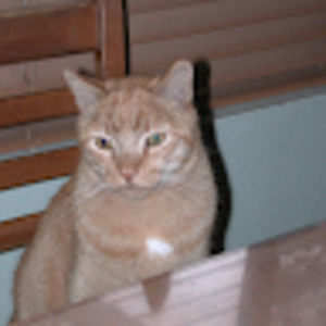 Meet your Posher, Danimalz